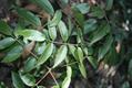 Litsea glaucescens